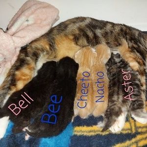 Meet your Posher, Shannon